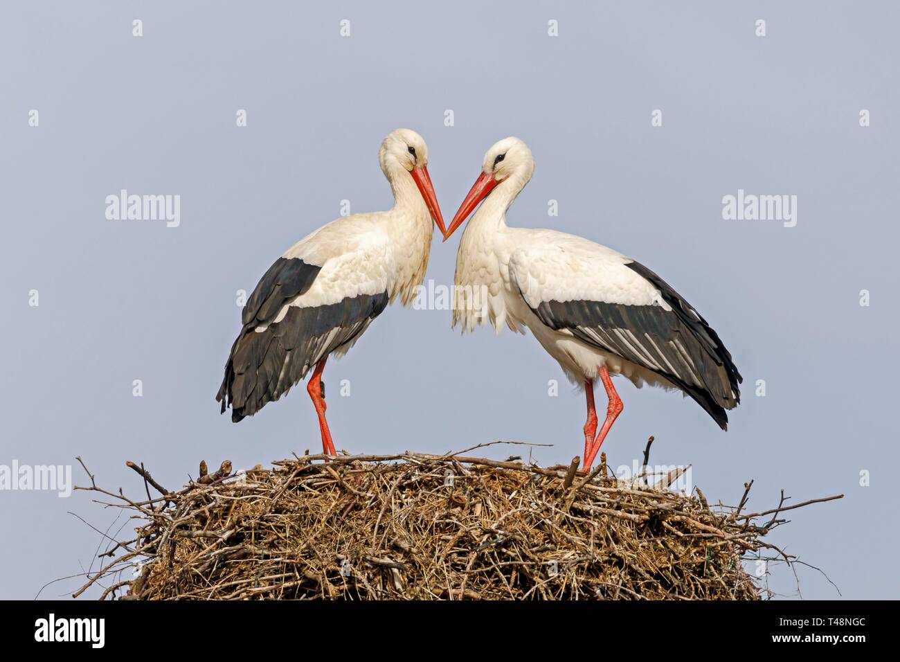 Due cicogna bianca (Ciconia ciconia), animale coppia affacciati sul loro nido, Germania Foto Stock