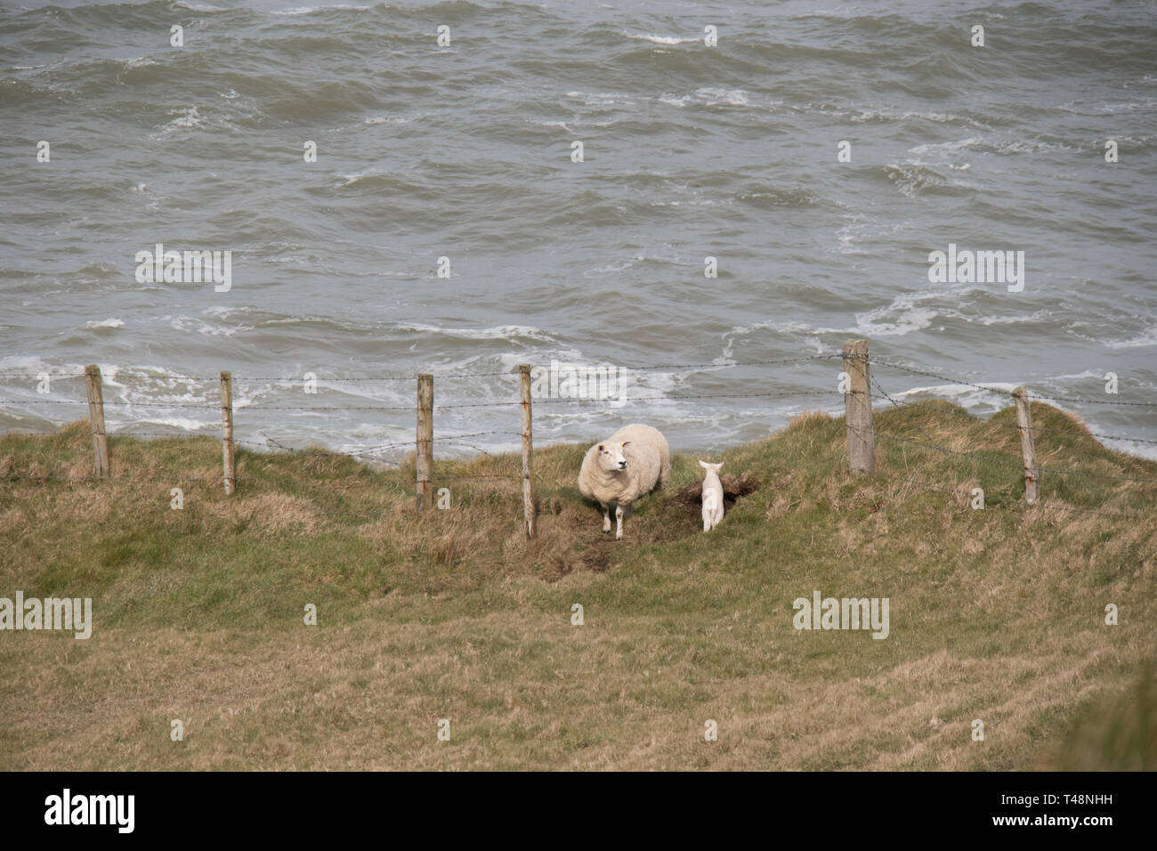 Pecore in un campo dall'oceano in Irlanda del Nord Foto Stock