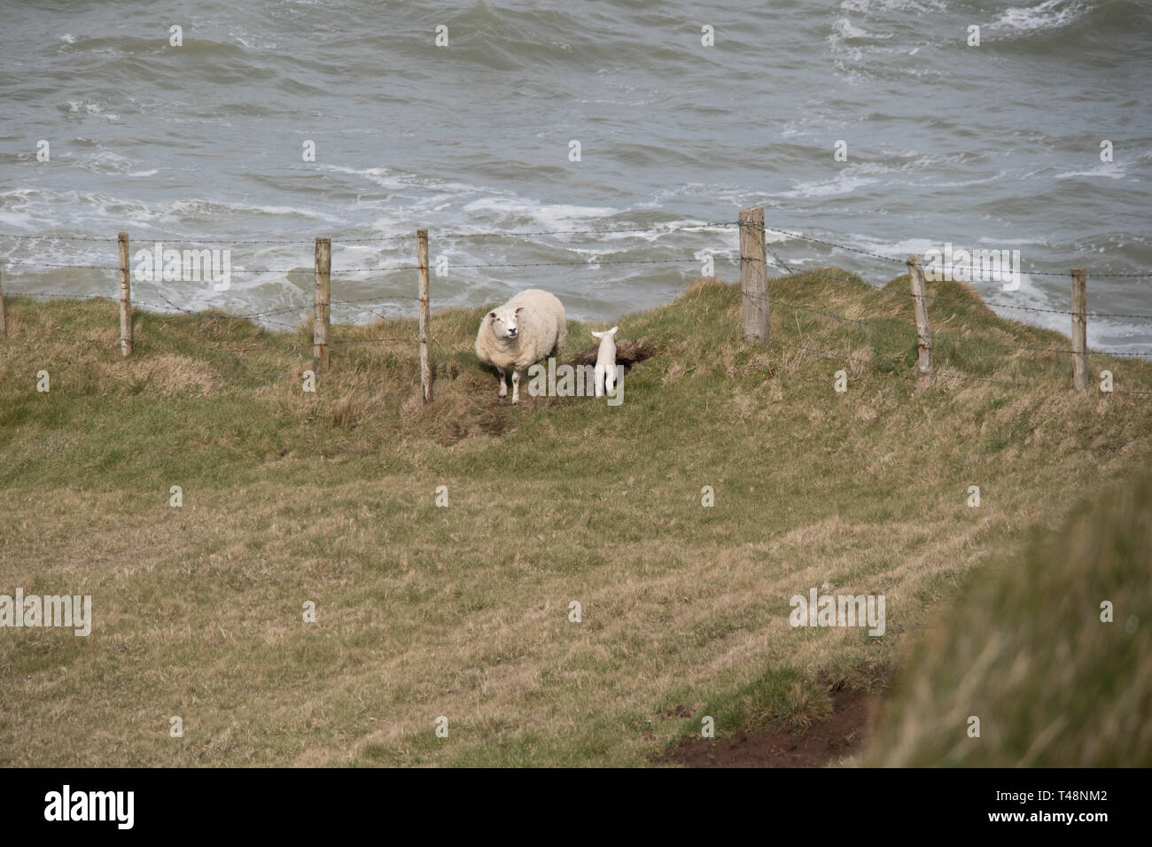 Pecore in un campo dall'oceano in Irlanda del Nord Foto Stock