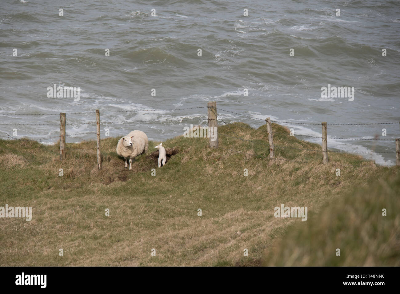 Pecore in un campo dall'oceano in Irlanda del Nord Foto Stock