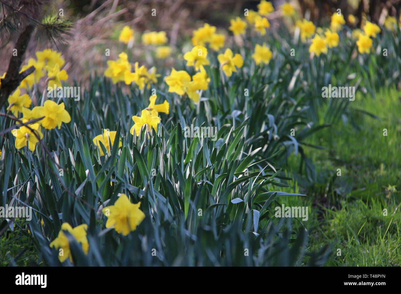 Narzisse, Daffodil, Osterglocke im Freien Foto Stock