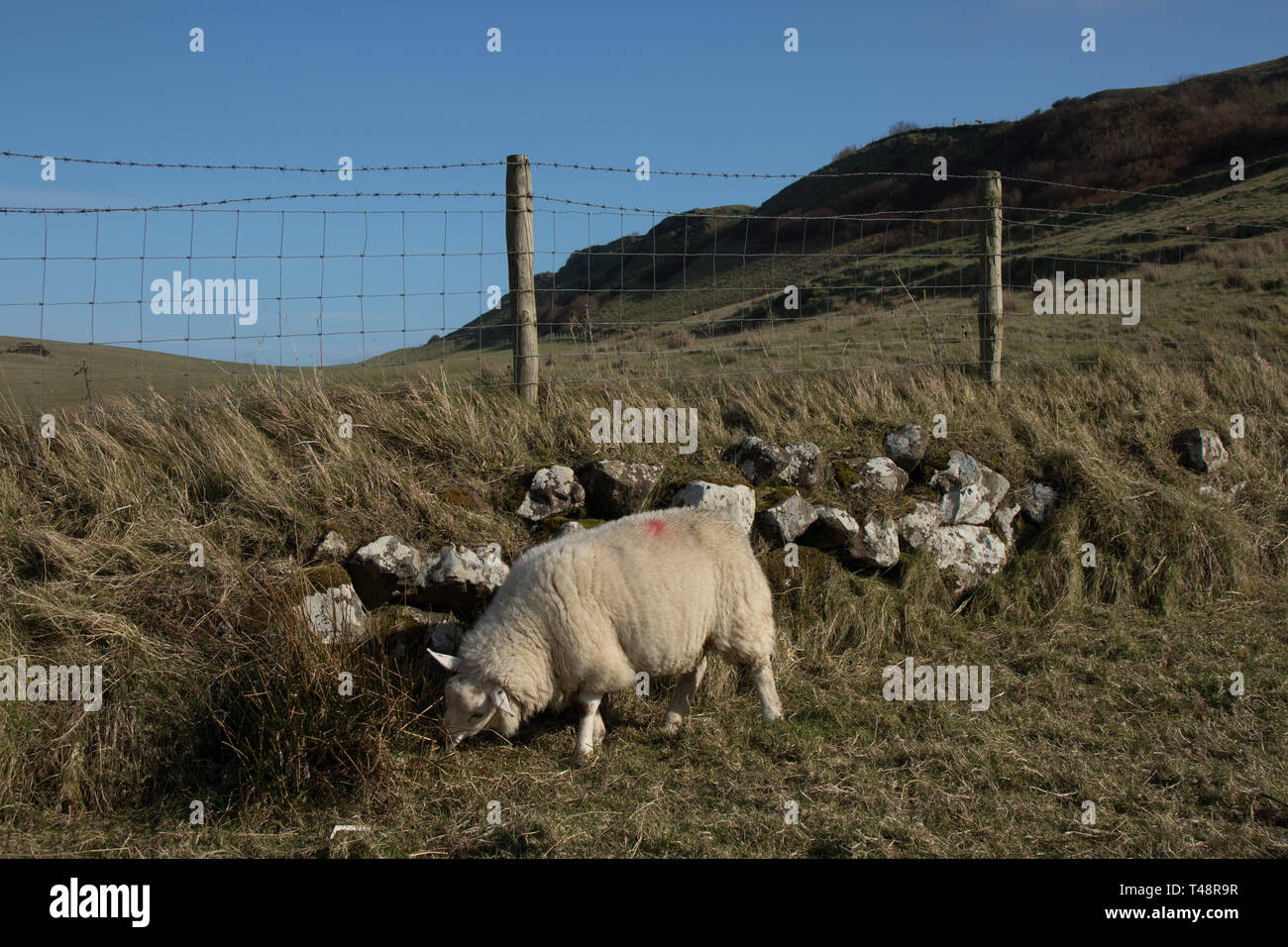 Un gregge di pecore nella campagna irlandese Foto Stock