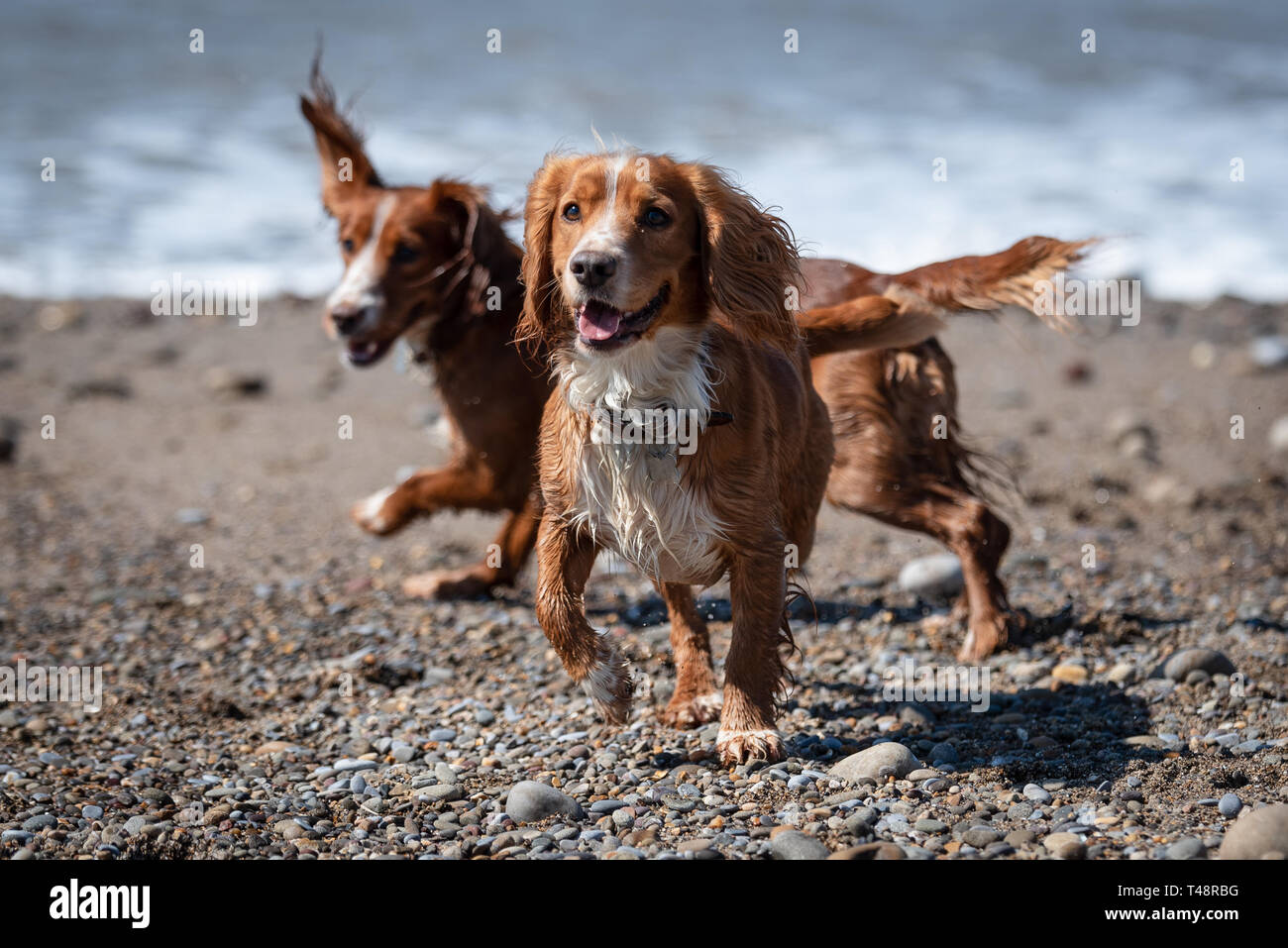 Golden Welsh springer spaniel cane sul Ogmore dalla spiaggia del mare Foto Stock