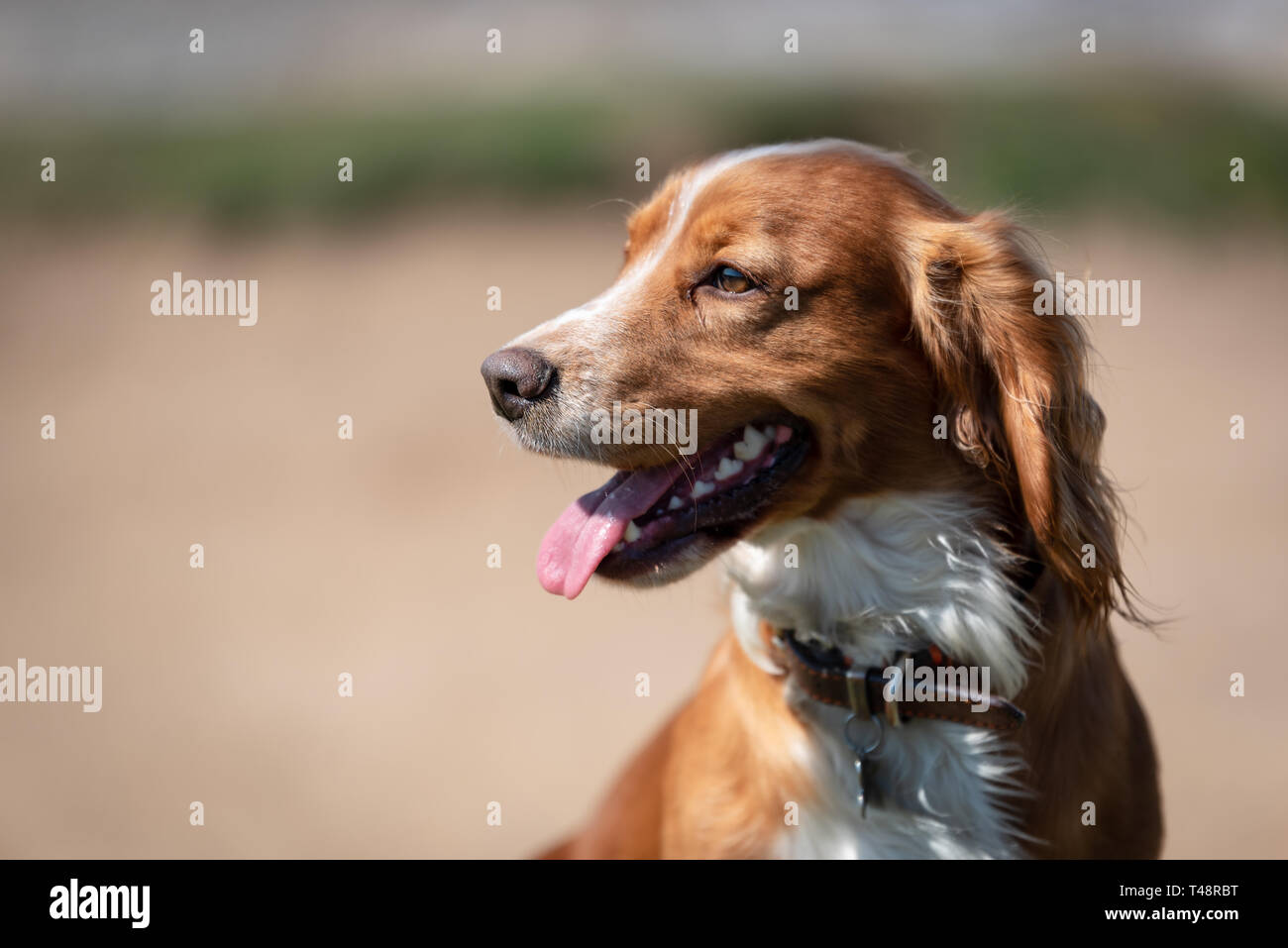 Golden Welsh springer spaniel cane sul Ogmore dalla spiaggia del mare Foto Stock