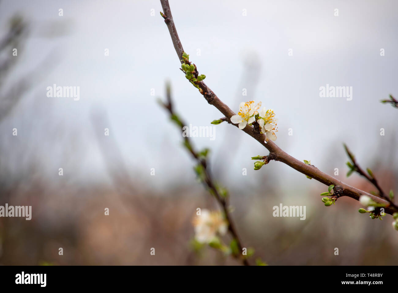 Boccioli e fiori bianchi di un albero di pera con gocce di pioggia su petali close-up su uno sfondo sfocato. La Galilea montagne. Israele Foto Stock
