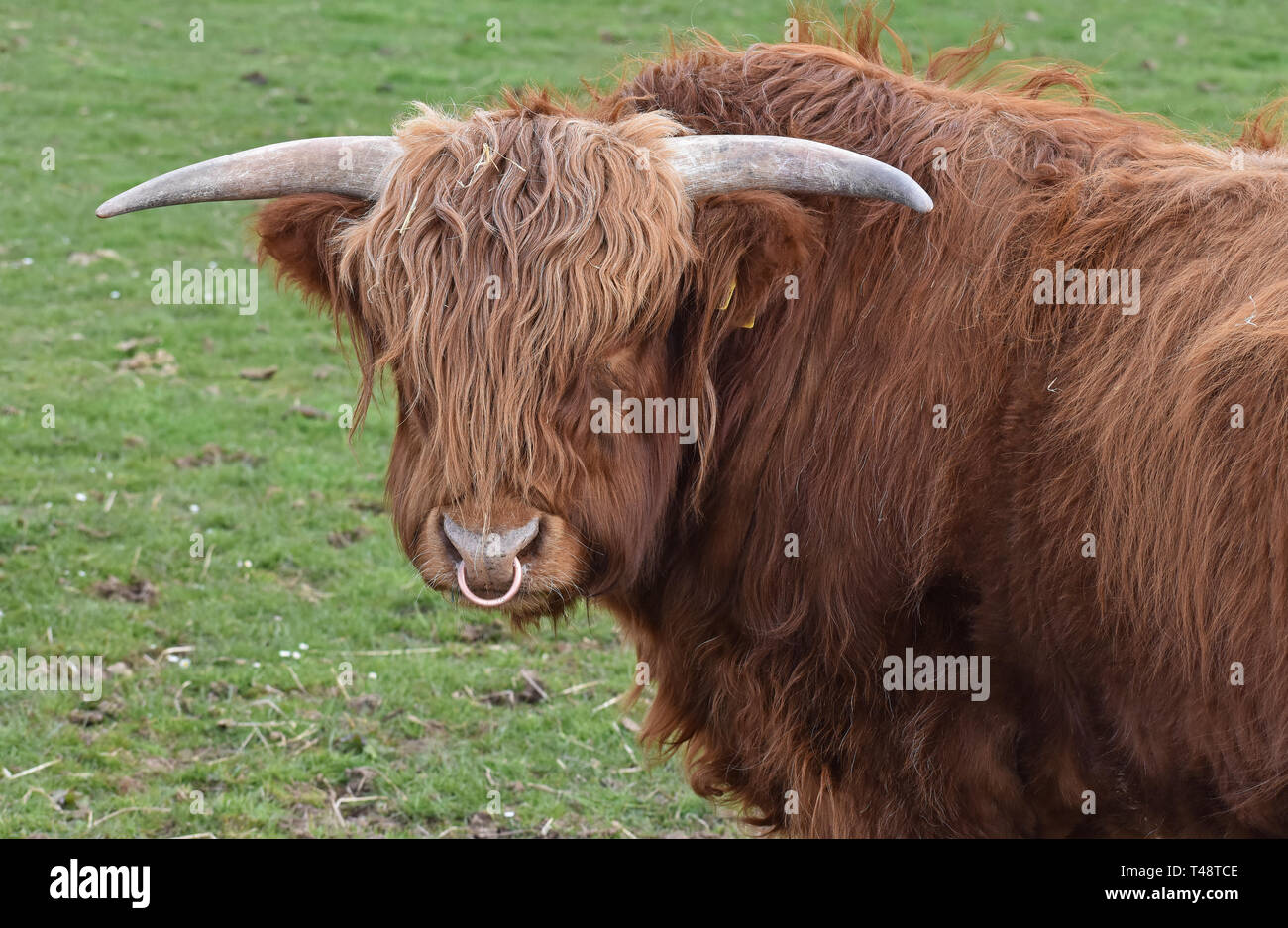 Highland mucca in campo, Letham, Angus, Scozia Foto Stock