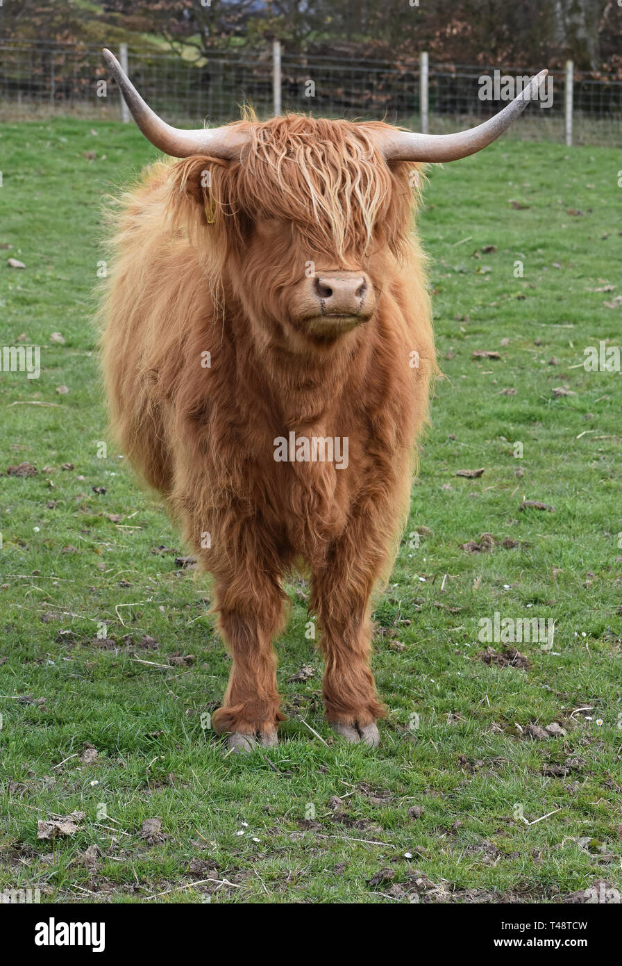 Highland mucca in campo, Letham, Angus, Scozia Foto Stock