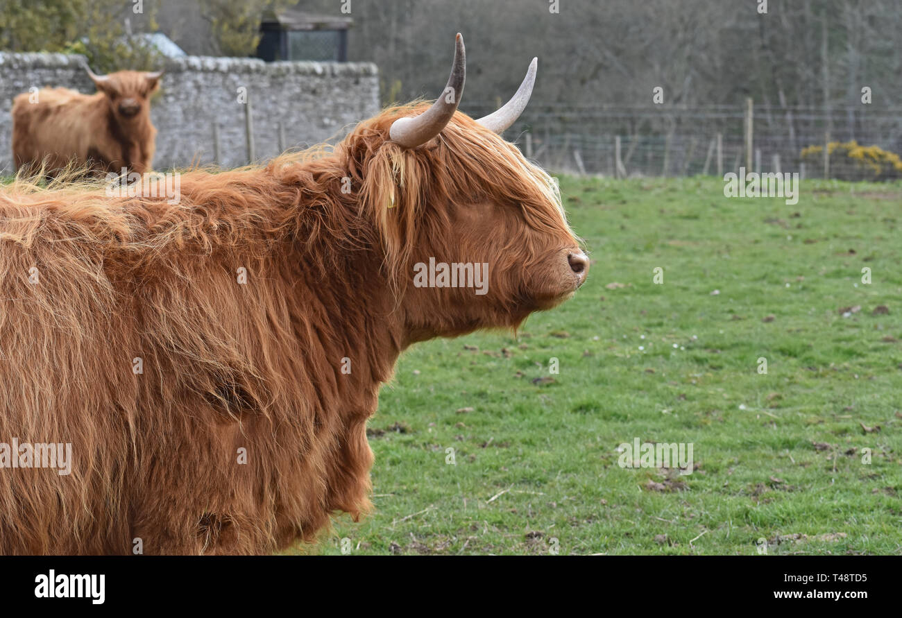 Highland mucca in campo, Letham, Angus, Scozia Foto Stock