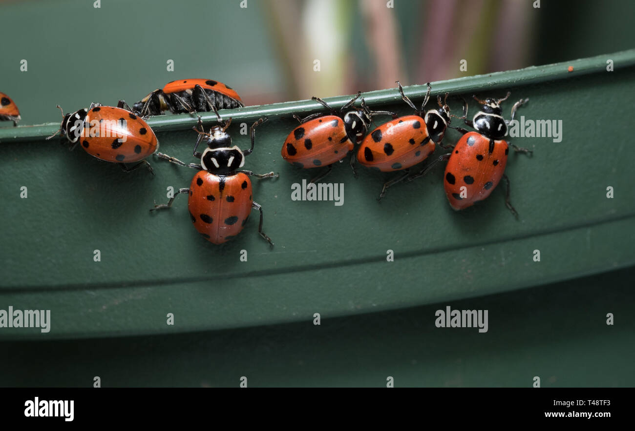 Un gruppo di ladybugs strisciare sul bordo di un pentola di pianta Foto Stock