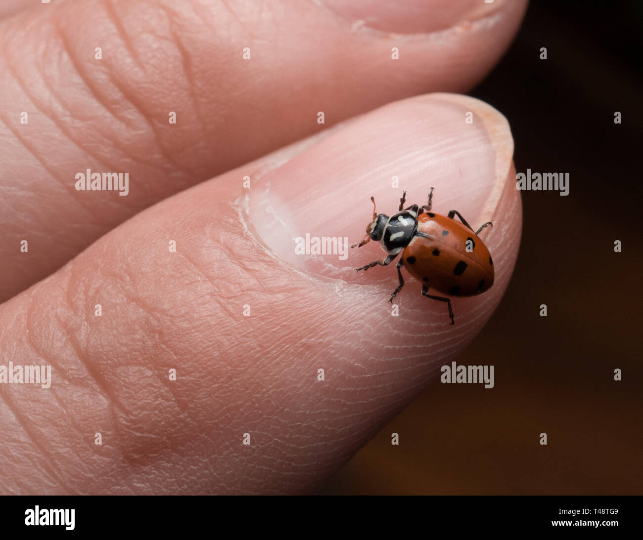 Ladybug strisciando su una foglia Foto Stock