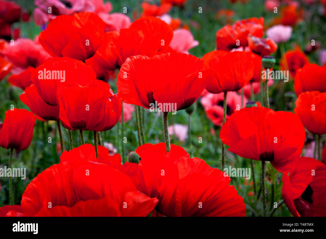 Un campo di ricordo rosso papavero. Foto Stock