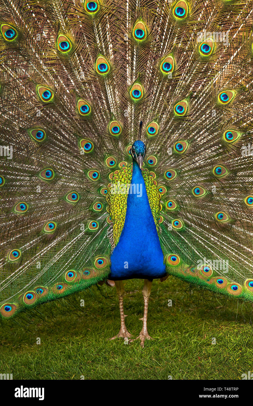 Peacock visualizzazione coda a Larmer Tree Gardens nel Wiltshire, con proprietà release. Foto Stock