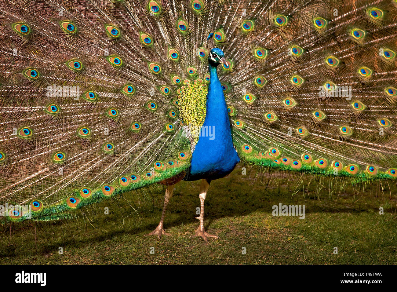 Peacock visualizzazione coda a Larmer Tree Gardens nel Wiltshire, con proprietà release. Foto Stock