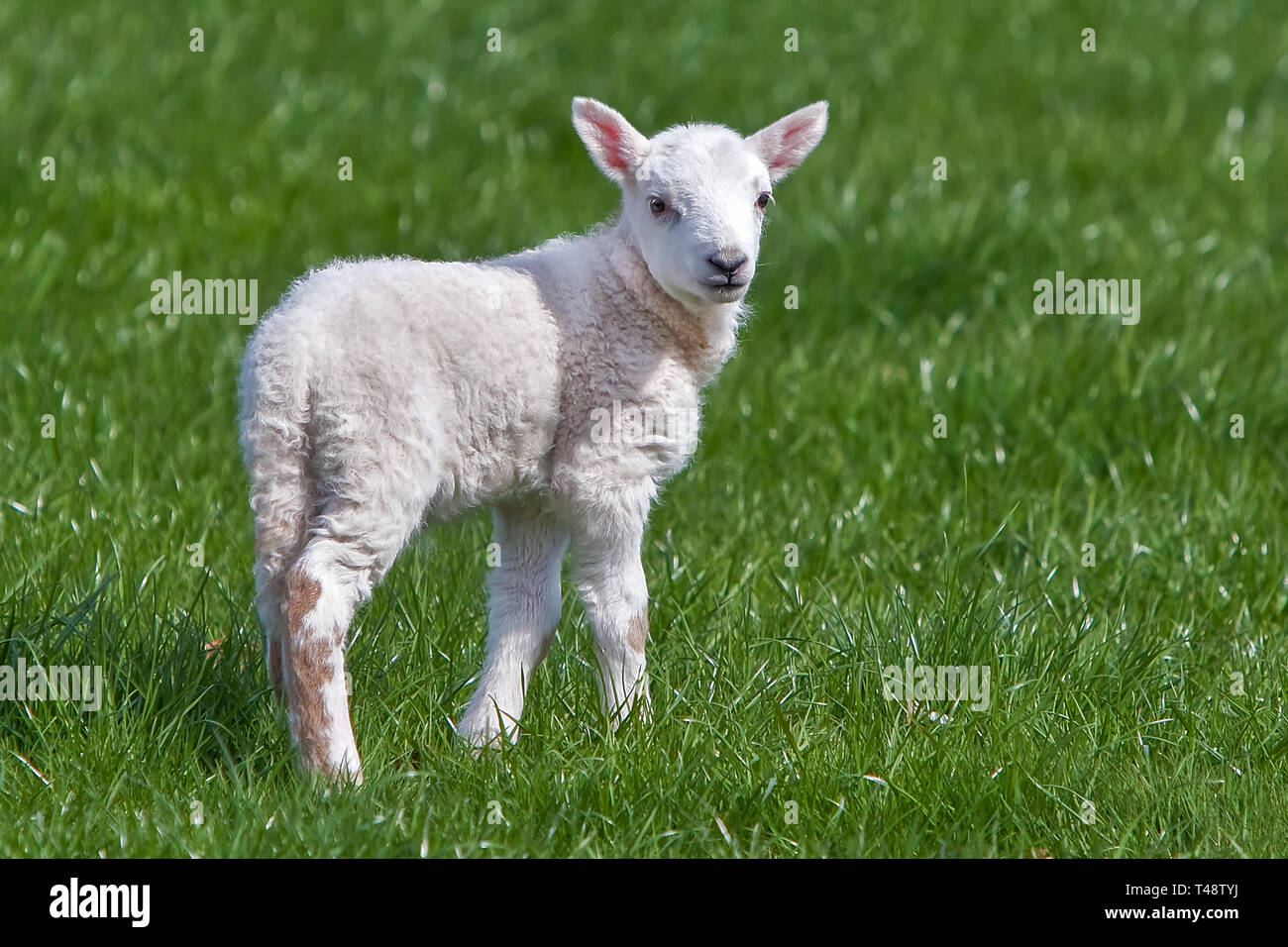 Un singolo agnello bianco appena nato si staglia delicatamente su un lussureggiante pascolo verde, la sua morbida lana luminosa alla luce del sole, catturando l'innocenza, la calma e la bellezza della primavera Foto Stock