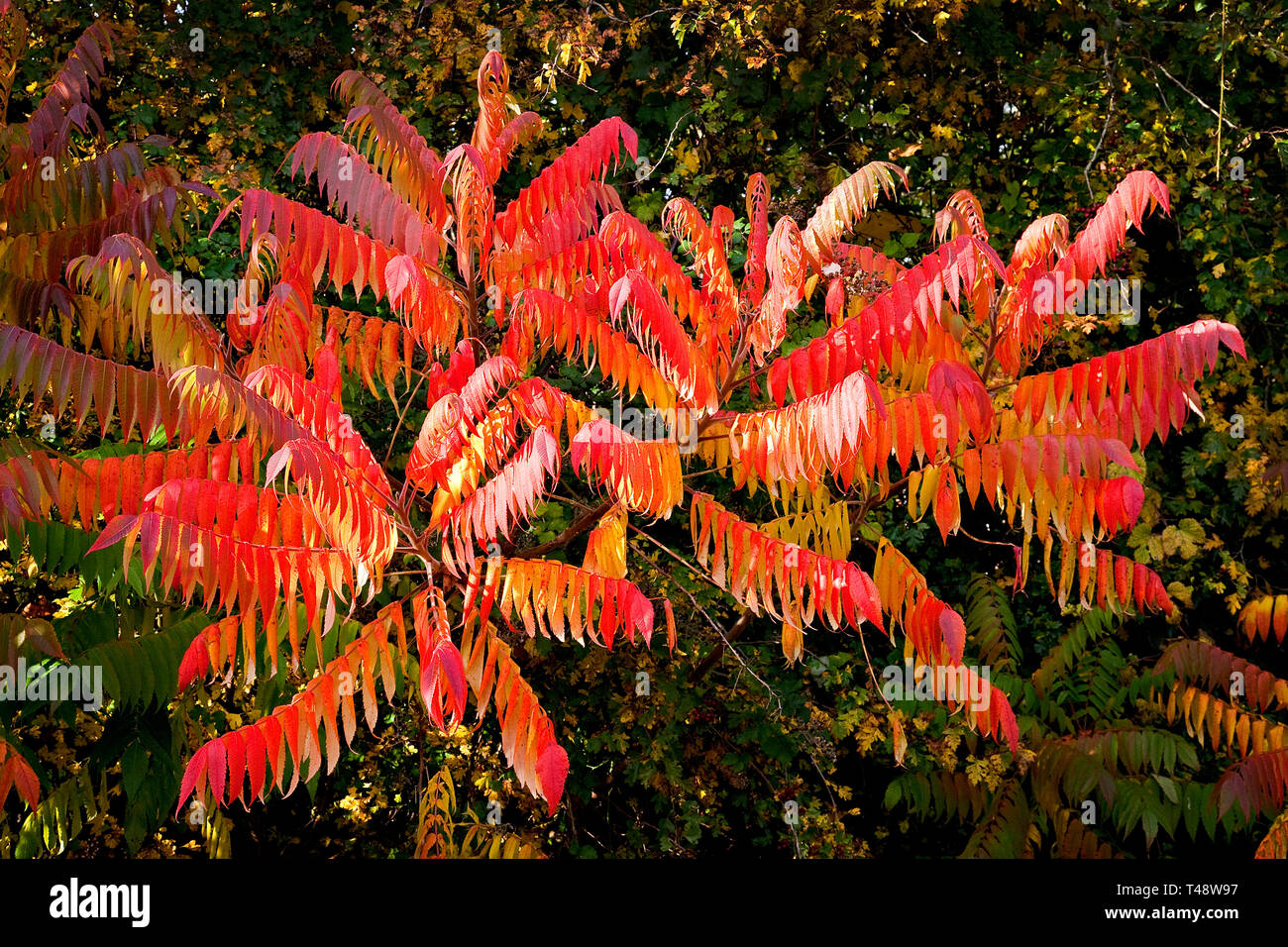 Foglie di rosso brillante e oro brillano su un arbusto sommerso, catturando la vivida trasformazione dell'autunno mentre la natura passa dal verde estivo al fuoco Foto Stock