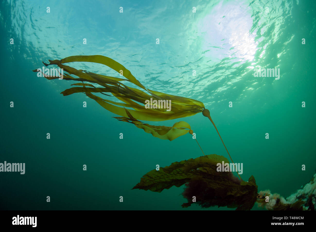 Bull kelp in corrente Foto Stock