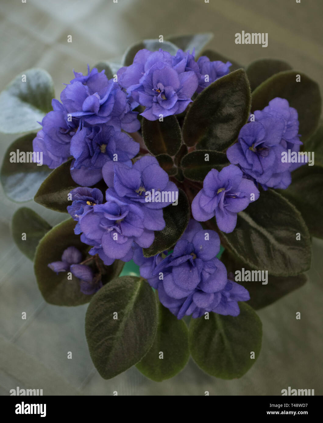 Un'immagine di primo piano di violette africane esotiche Foto Stock