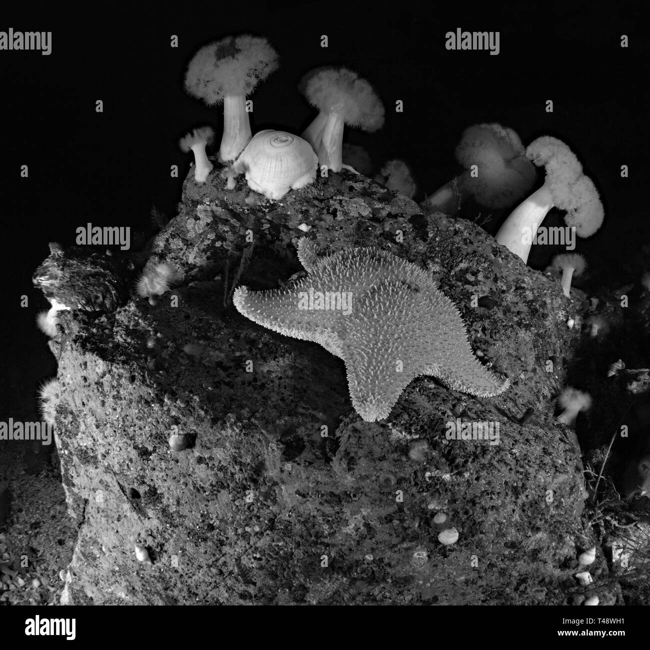 Browning Pass in bianco e nero Foto Stock