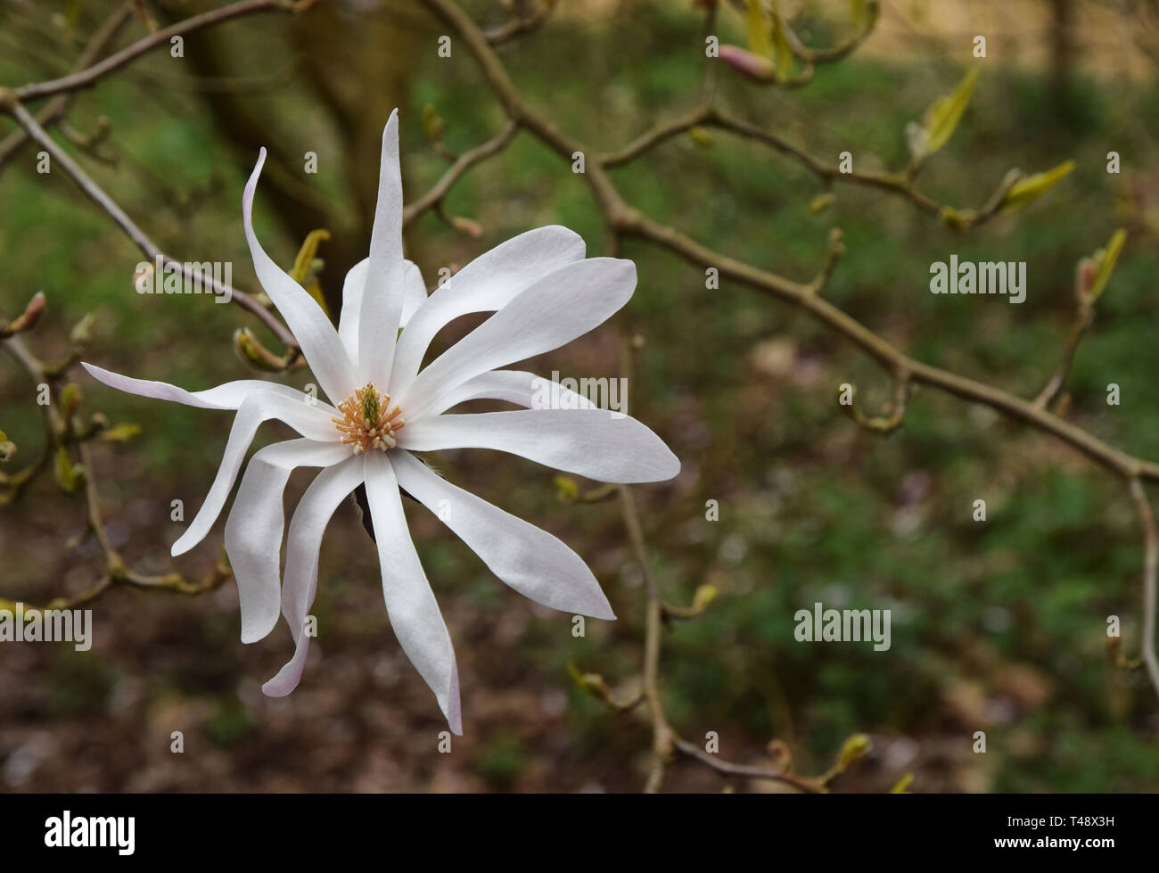 Magnolia stellata Foto Stock