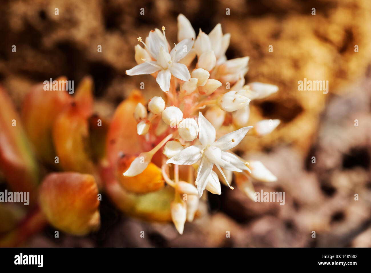 Fiori di sedum adolphii anche chiamato impianto stonecrop , bella corymbs di bianco fiori stellate Foto Stock