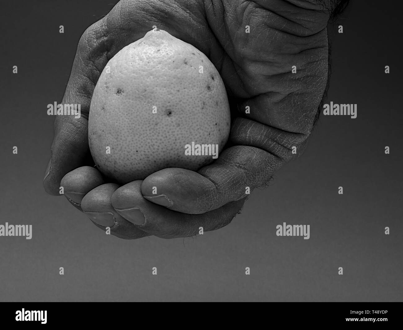 Agricoltore mano che tiene un limone. In bianco e nero ad alto dettaglio dell'immagine. Foto Stock
