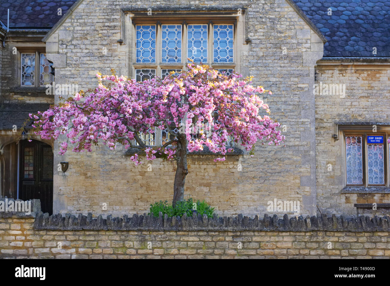 Prunus. Ciliegia giapponese albero fiore. Fiore di Ciliegio in un giardino inglese. Foto Stock