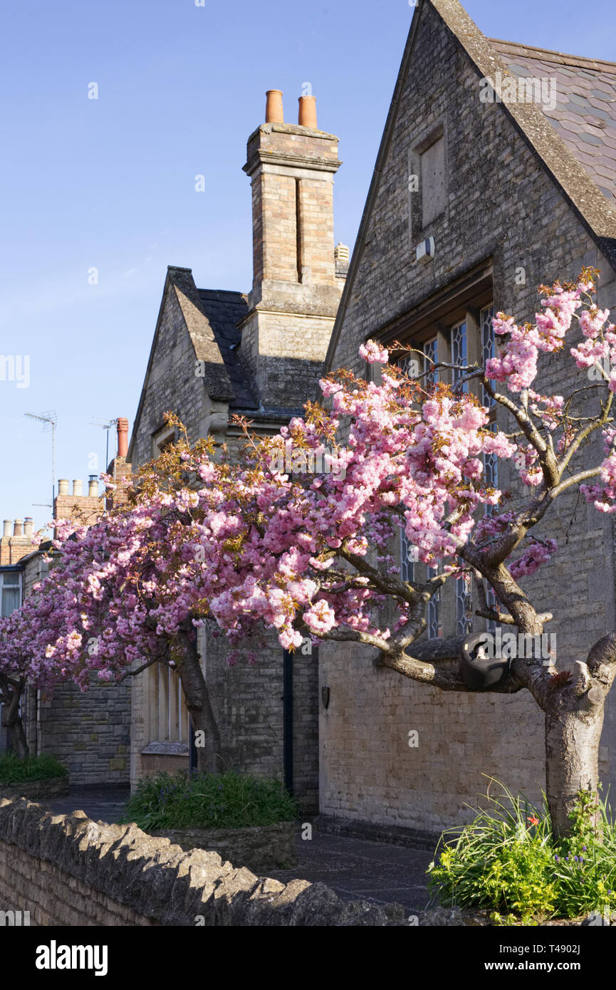 Prunus. Ciliegia giapponese albero fiore. Fiore di Ciliegio in un giardino inglese. Foto Stock