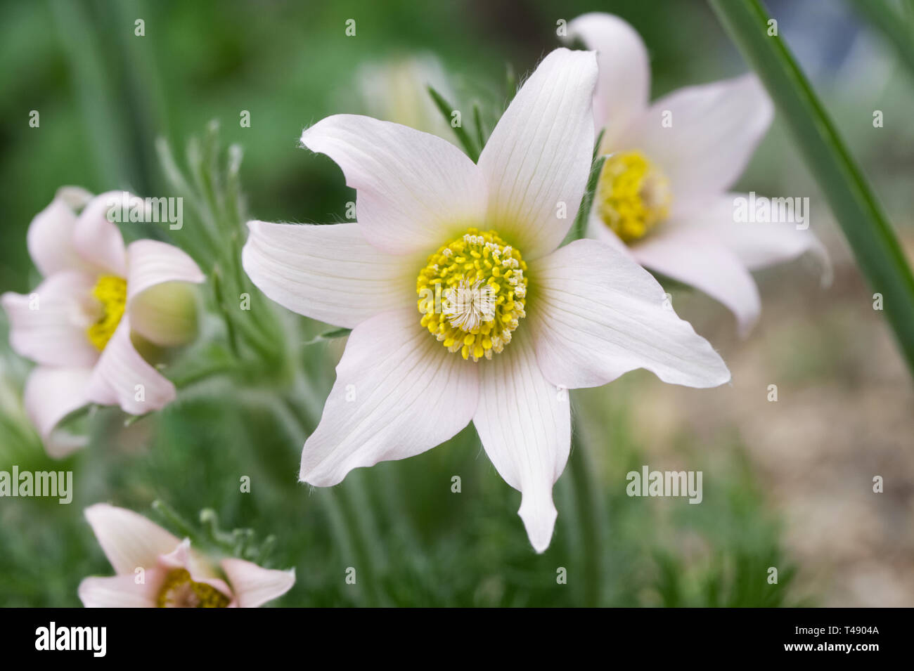 Pulsatilla vulgaris 'Perla campane'. "Pasque fiori nel giardino di roccia. Foto Stock