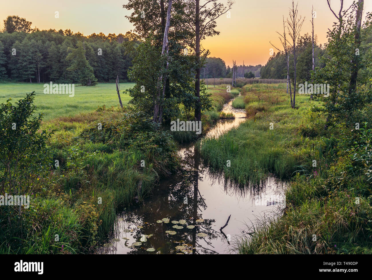 Fiume Lutownia, sinistra-bank affluente del fiume Narewka nella foresta di Bialowieza in Polonia Foto Stock