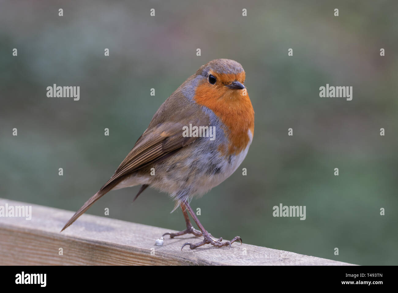 Robin europeo close up su un pesce persico in legno Foto Stock