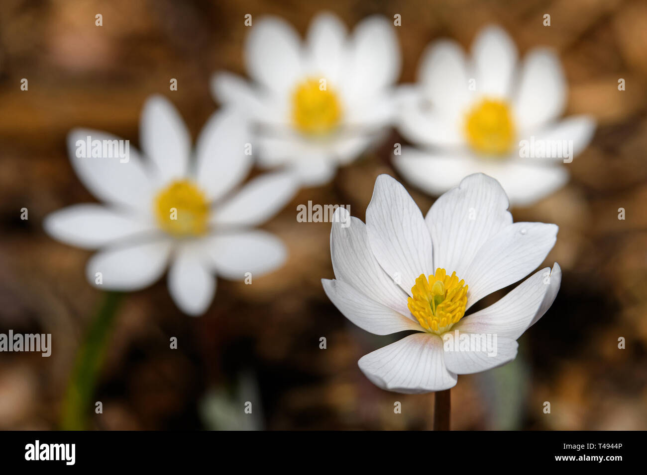 Radice di sangue che fiorisce in la mattina presto sun. Sanguinaria canadensis è una pianta perenne, erbaceo pianta flowering nativa per Nord America orientale. Foto Stock