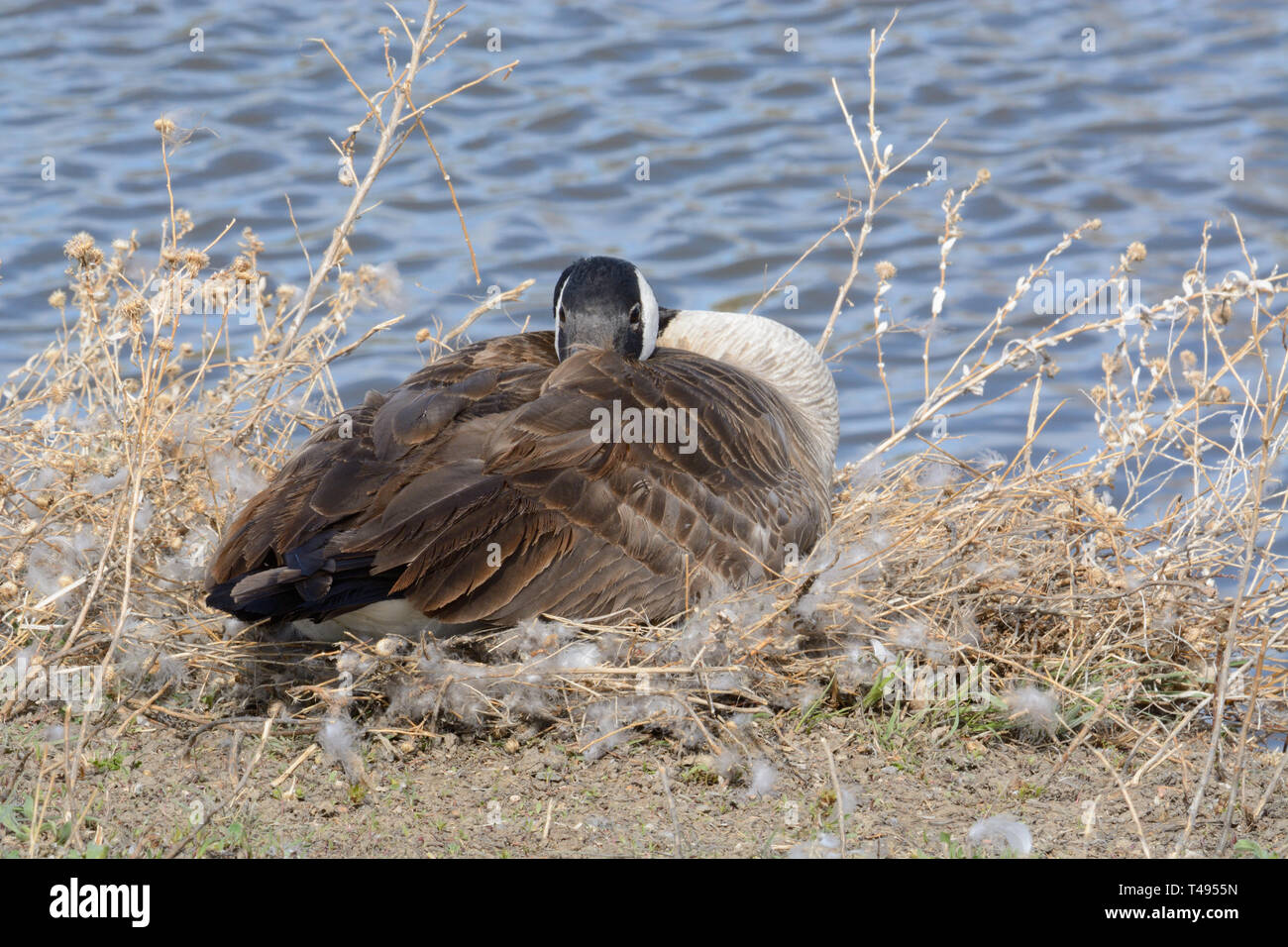 Femmina Canada Goose seduto sul nuovo reso nest dal bordo del lago si prepara a depositare le sue uova su inizio giornata di primavera nel mese di aprile Foto Stock
