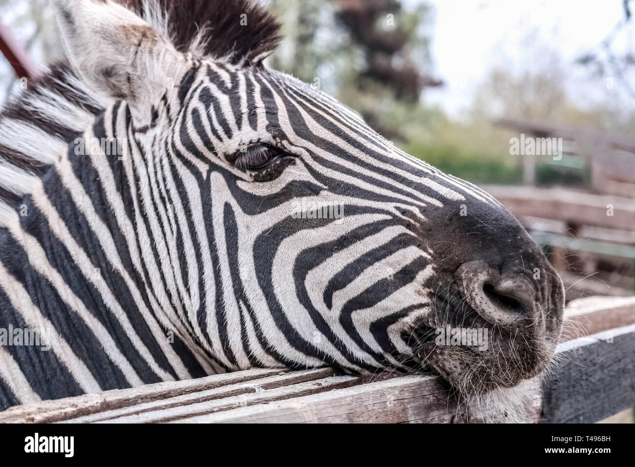 Zebre, il bianco e nero a strisce rendono il loro aspetto adorabile. Foto Stock