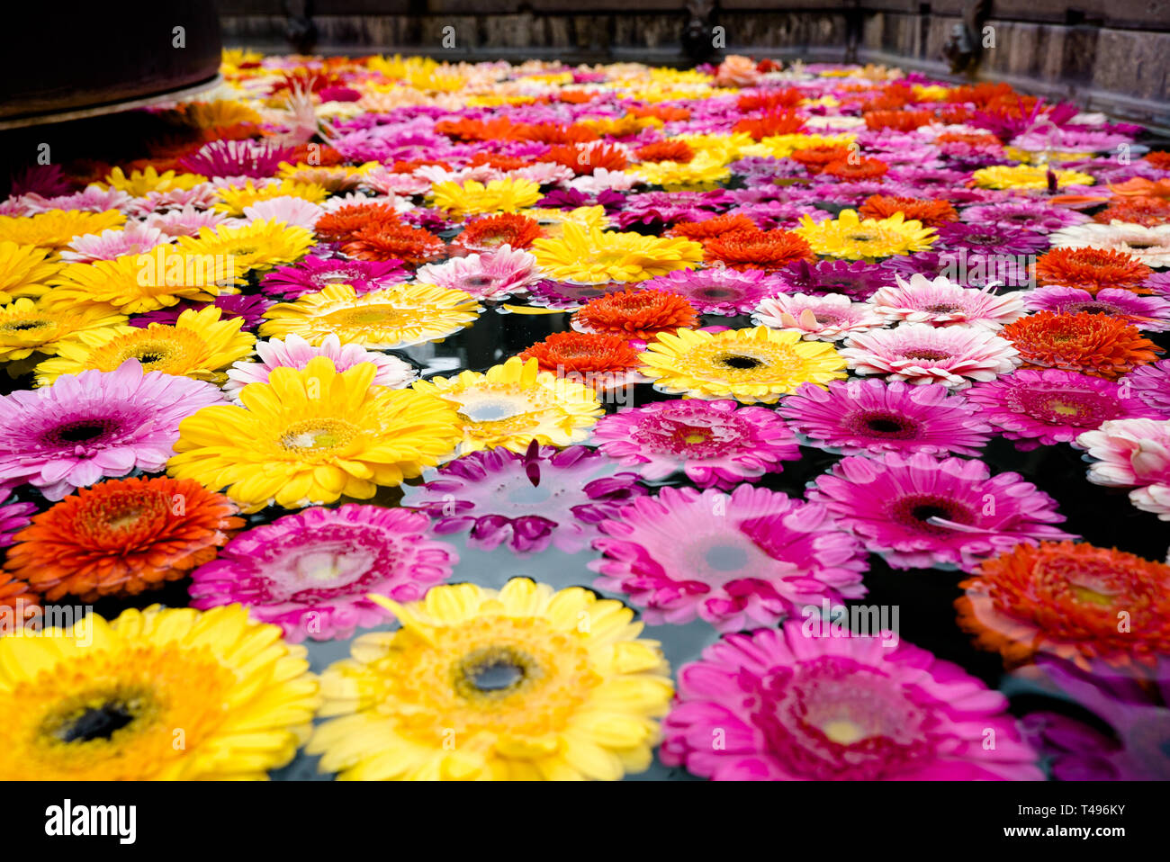 Decine di splendidi coloratissimi fiori di primavera e fiorisce in una fontana di acqua Foto Stock