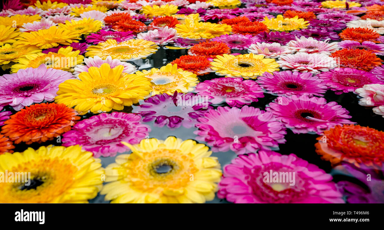 Decine di splendidi coloratissimi fiori di primavera e fiorisce in una fontana di acqua Foto Stock