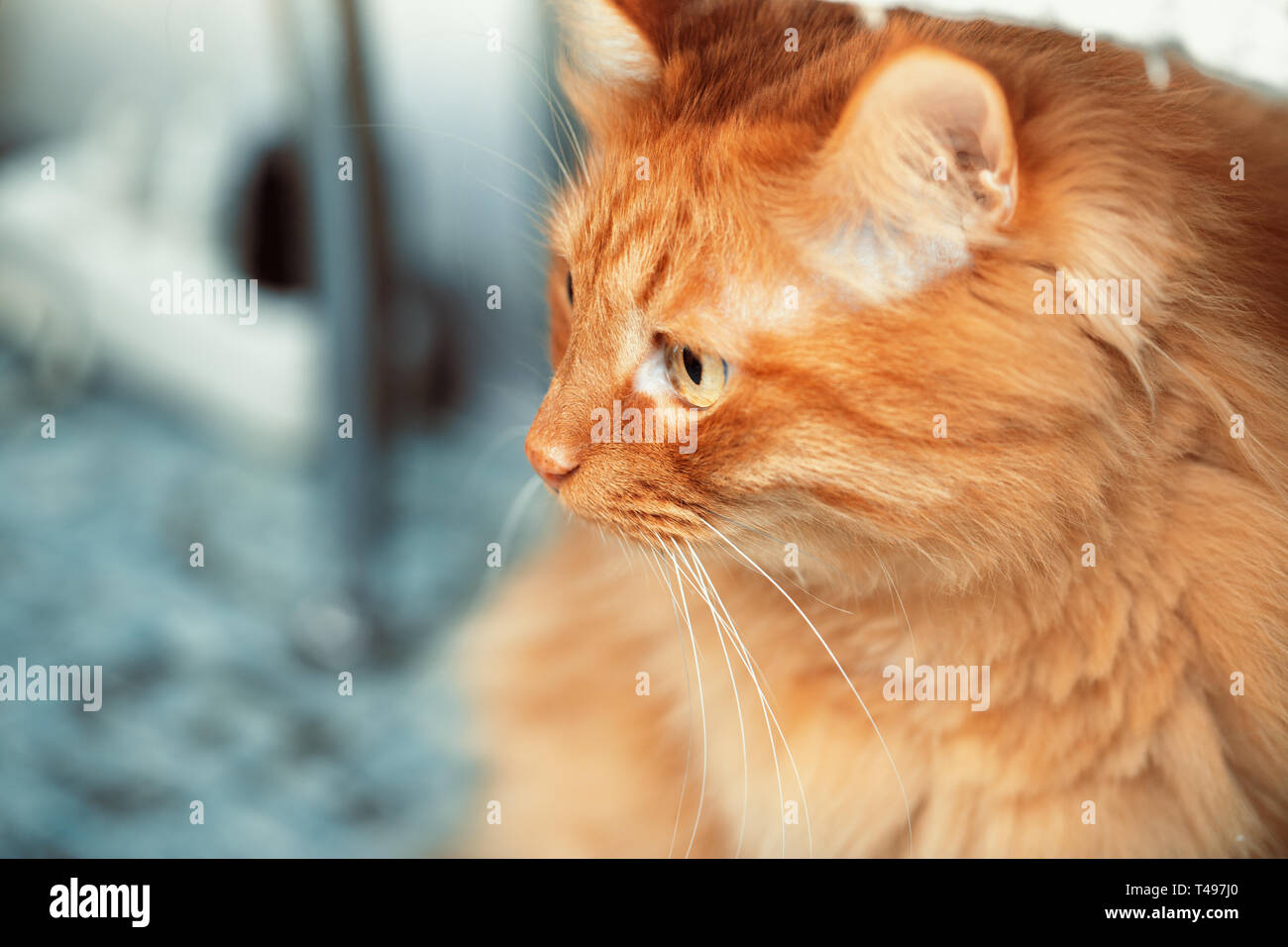 Ritratto di un soffice gatto rosso su uno sfondo sfocato. Museruola sul lato destro del telaio, il gatto ha girato intorno e guarda in lontananza. Chiudere- Foto Stock