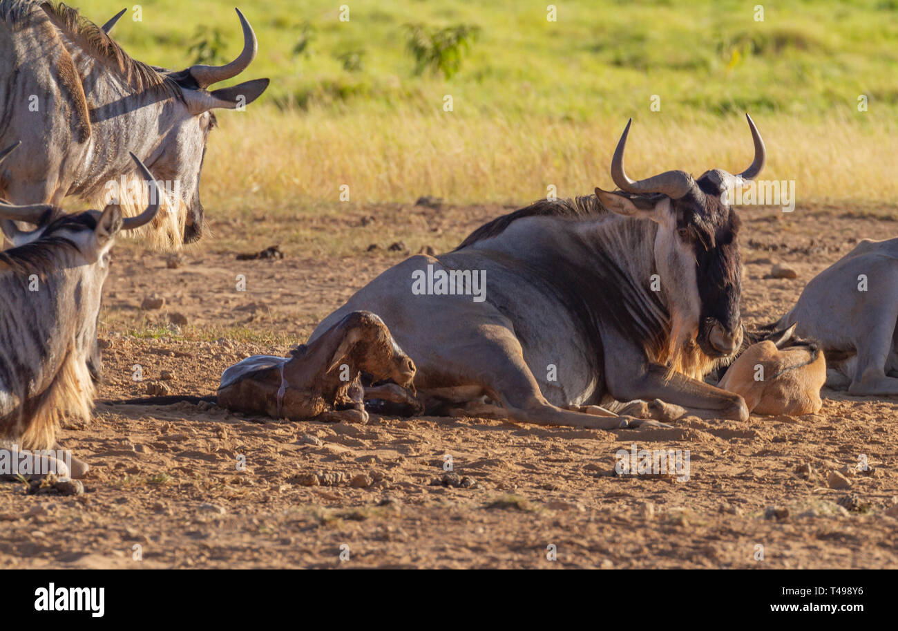 Blue gnu Connochaetes taurinus madre nel dare lavoro parto essendo di vitello nato emergono circondato dalla femmina allevamento safari Amboseli Kenya Africa Foto Stock