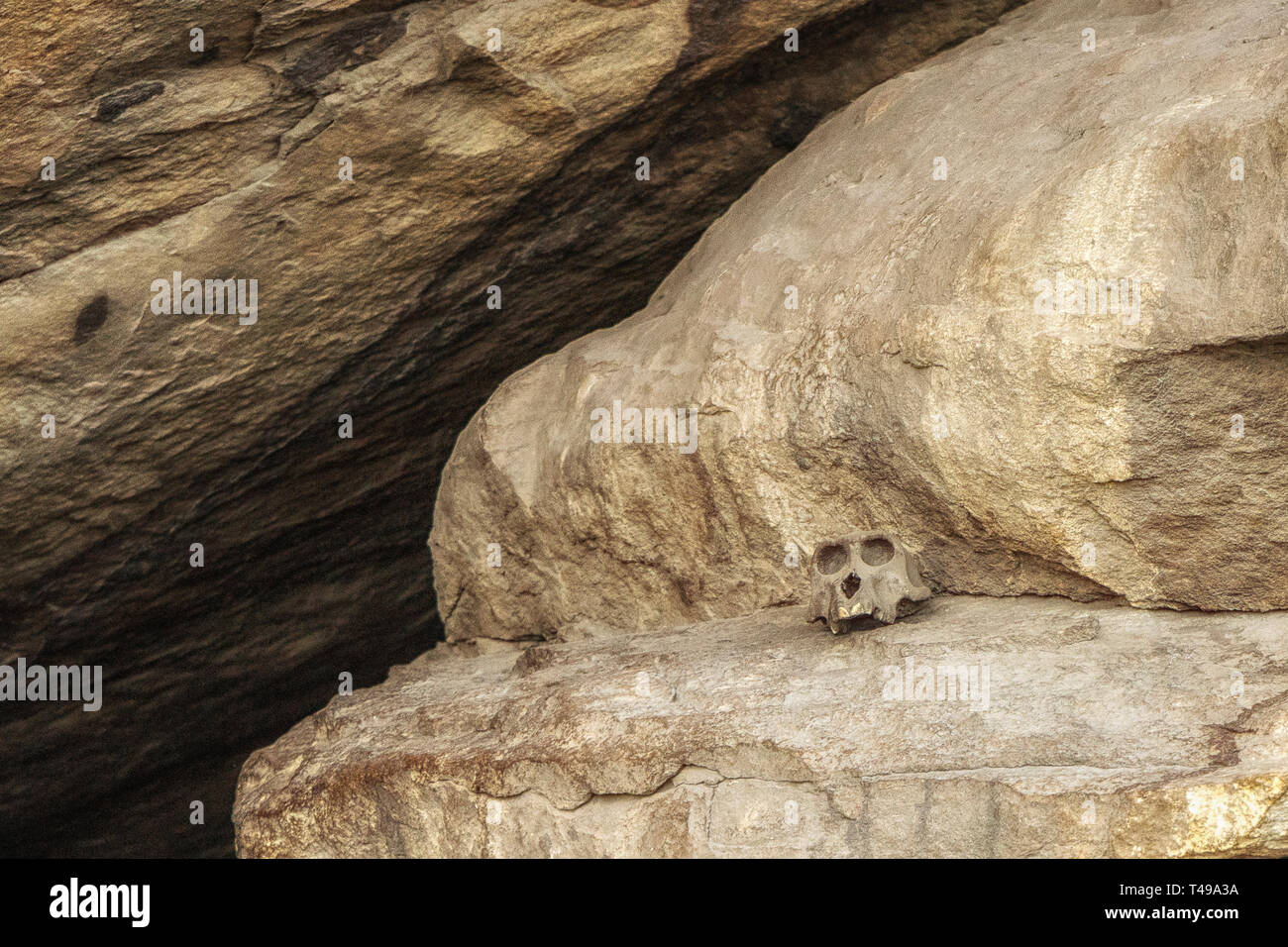 Cranio nel deserto Foto Stock