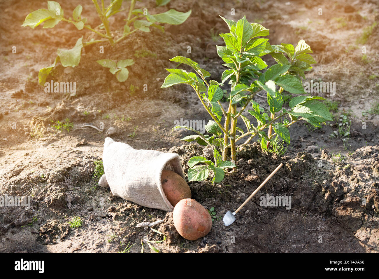 Primo raccolto di patate in giardino Foto Stock