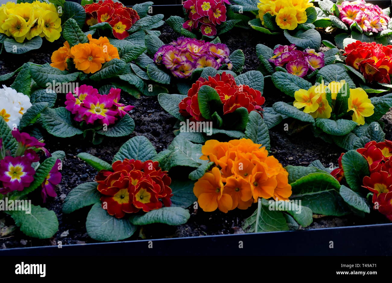 Piccolo gruppo di colori diversi o di Primula Primula vulgaris fiori su un letto in giardino, Sofia, Bulgaria Foto Stock