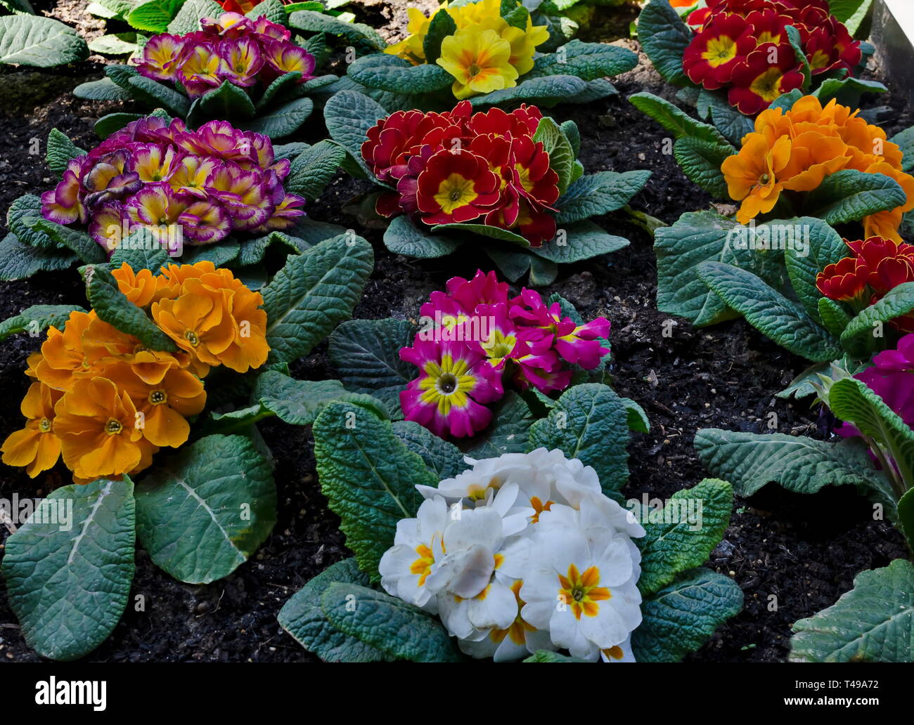 Piccolo gruppo di colori diversi o di Primula Primula vulgaris fiori su un letto in giardino, Sofia, Bulgaria Foto Stock