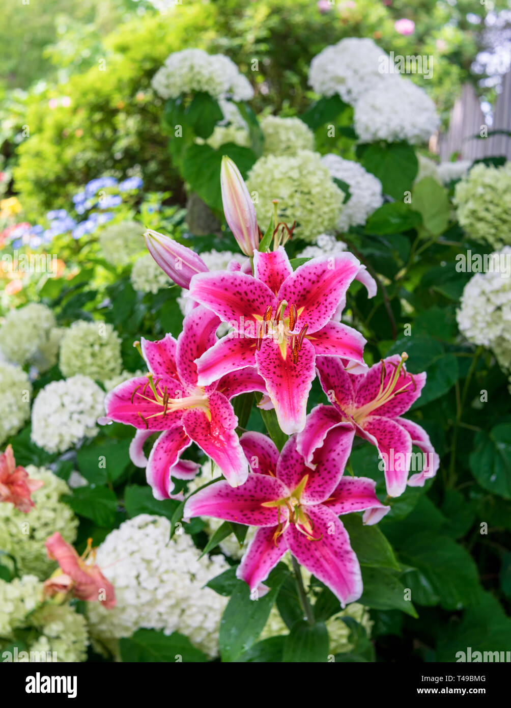 Stargazer gigli in fiore nel giardino di casa. Foto Stock