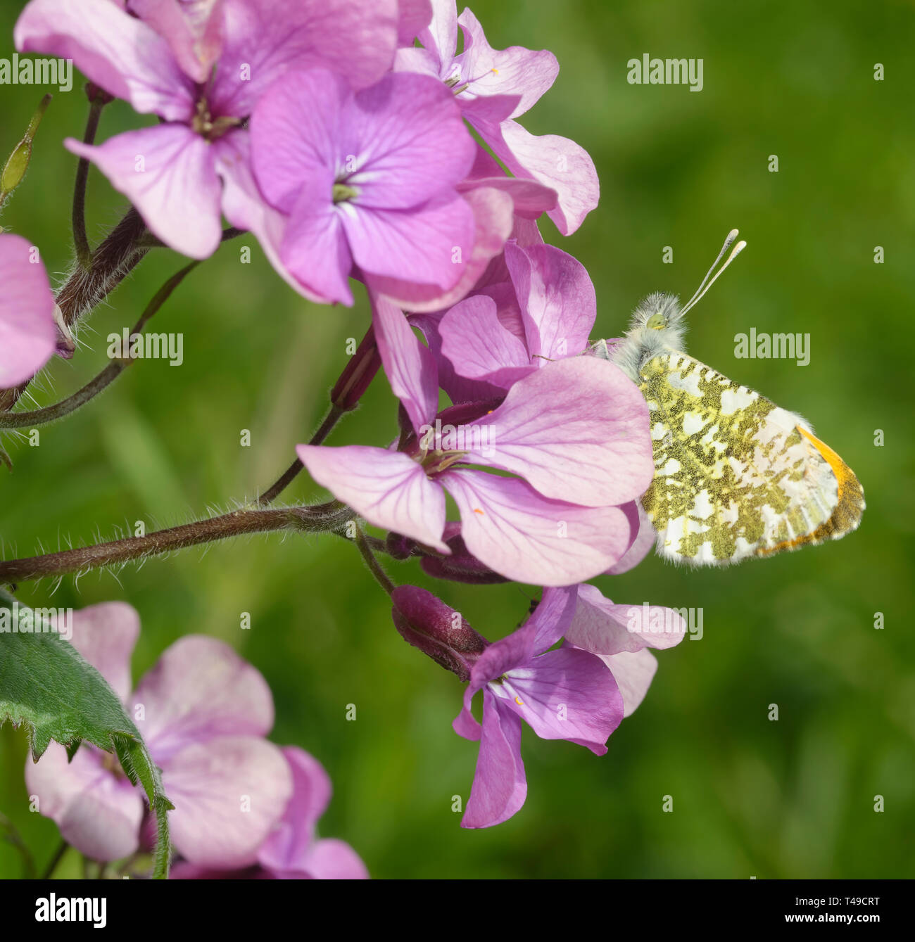 Punta arancione Butterfly - Anthocharis cardamines parte inferiore maschio sulla onestà fiori - Lunaria annua Foto Stock