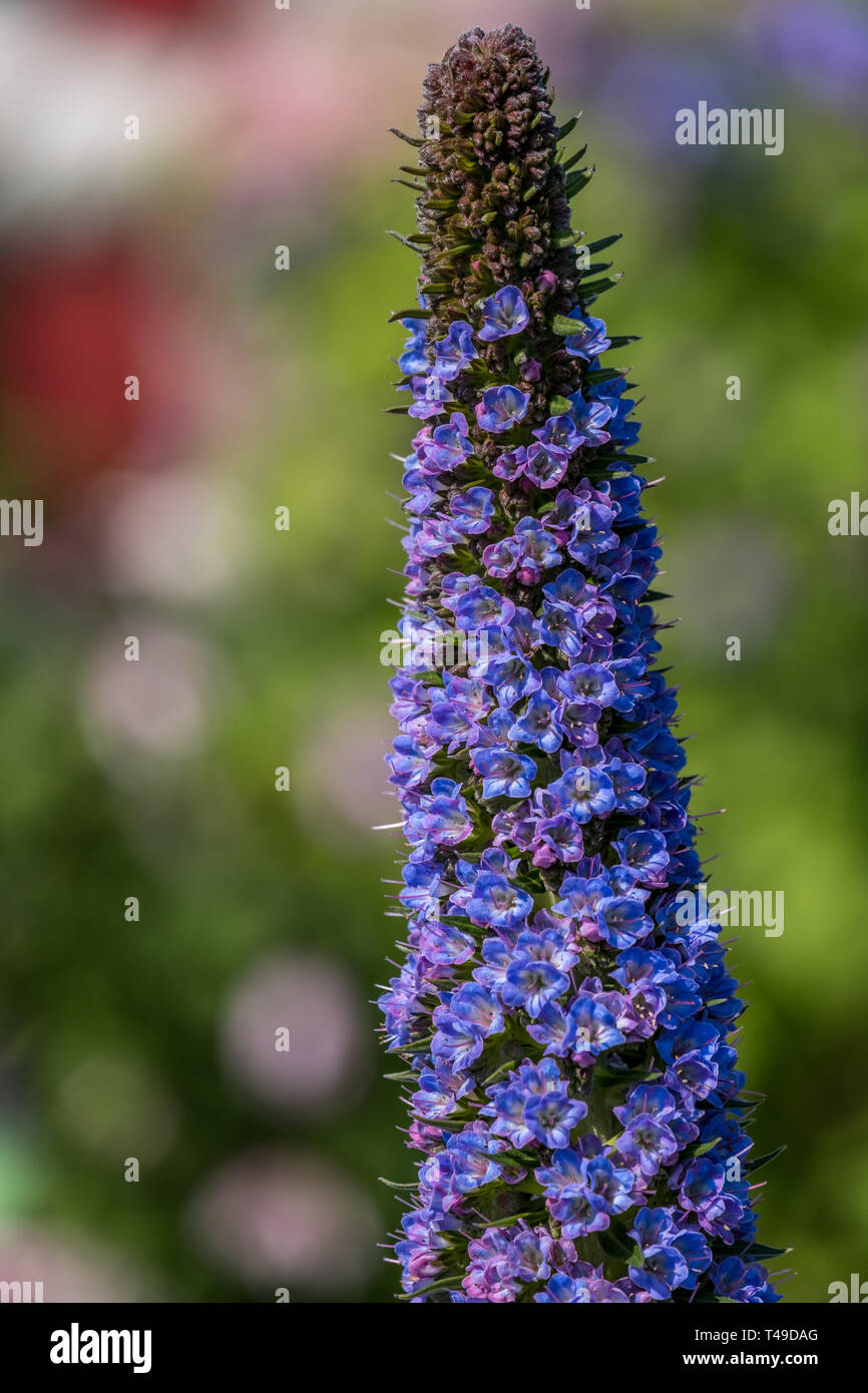 Cardiff, Galles, UK. 04/12/2019 RHS Cardiff Flower Show Foto Stock