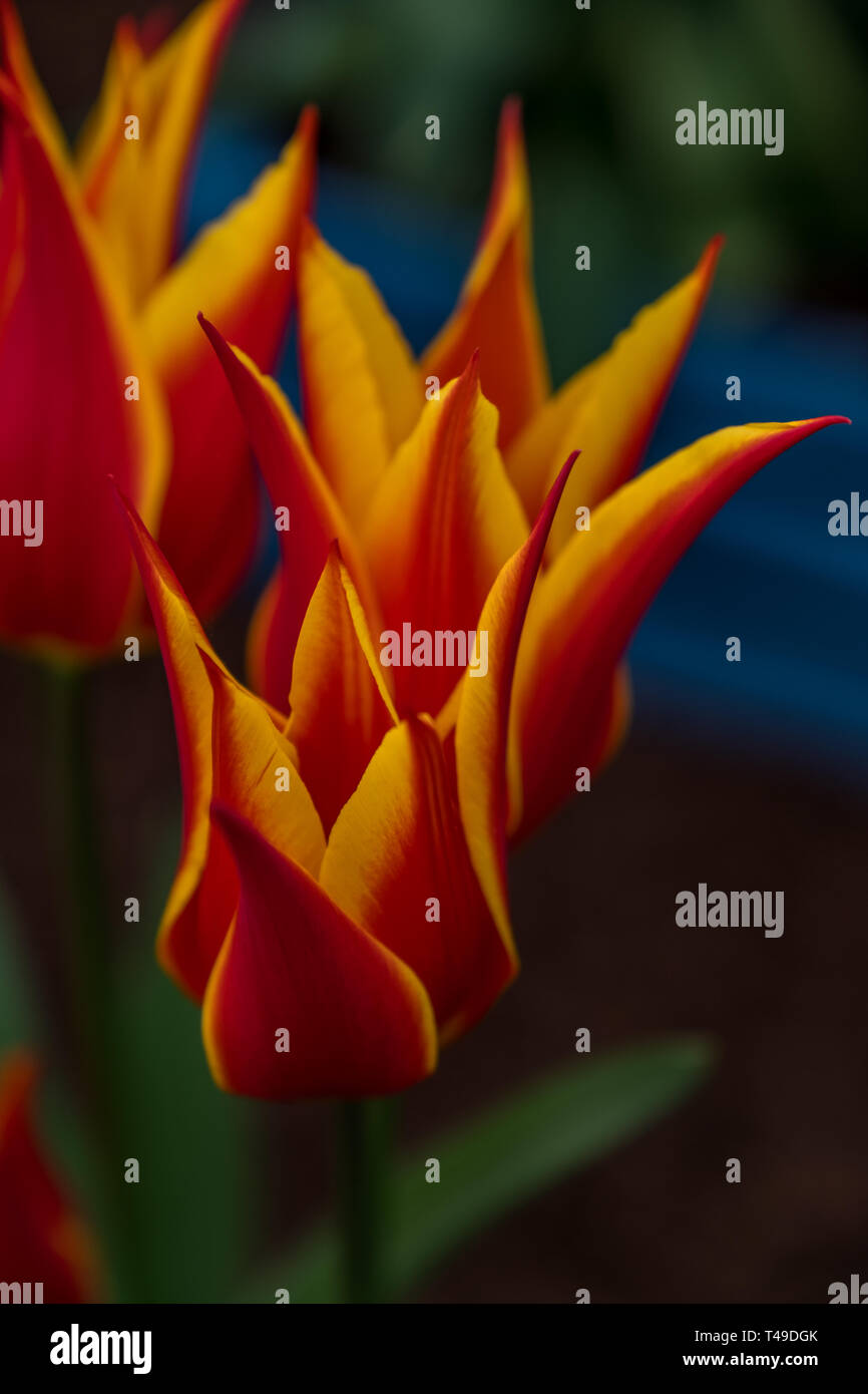 Cardiff, Galles, UK. 04/12/2019 RHS Cardiff Flower Show Foto Stock