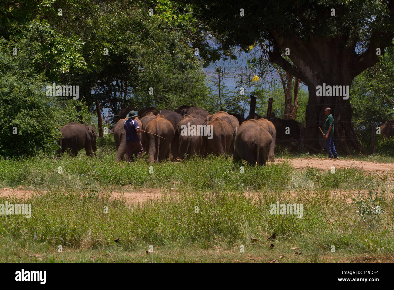 Allevamento di giovani elefanti essendo arrotondata. Il transito di elefante Home. Lo Sri Lanka. Foto Stock
