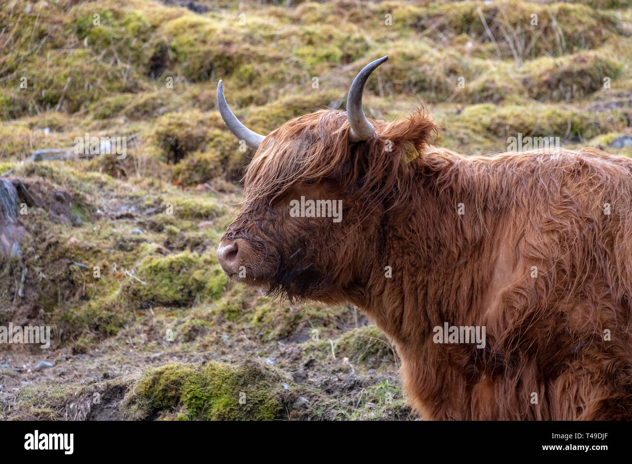 Highland mucca in Scozia, Regno Unito, Europa Foto Stock