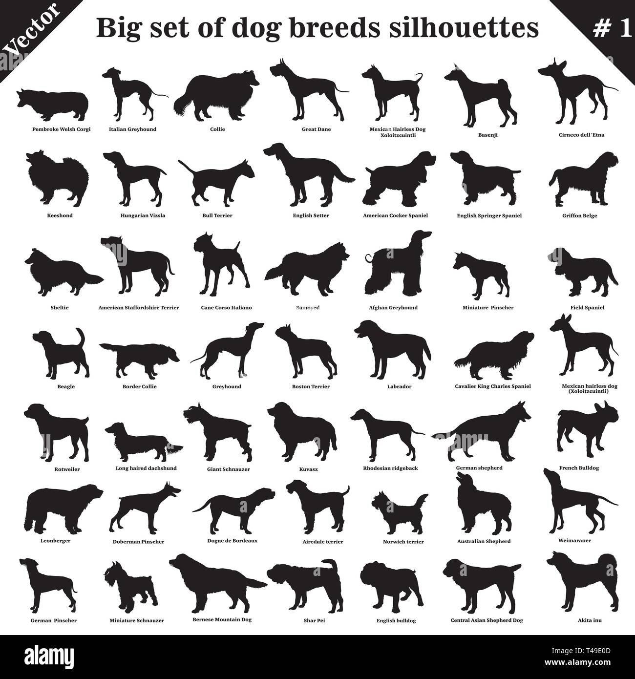 Grande set di 49 cani differenti, hounds, lavorando, pastore, terrier, compagno, caccia. Set di vettore di cani differenti in piedi nel profilo. Cani isolato Illustrazione Vettoriale
