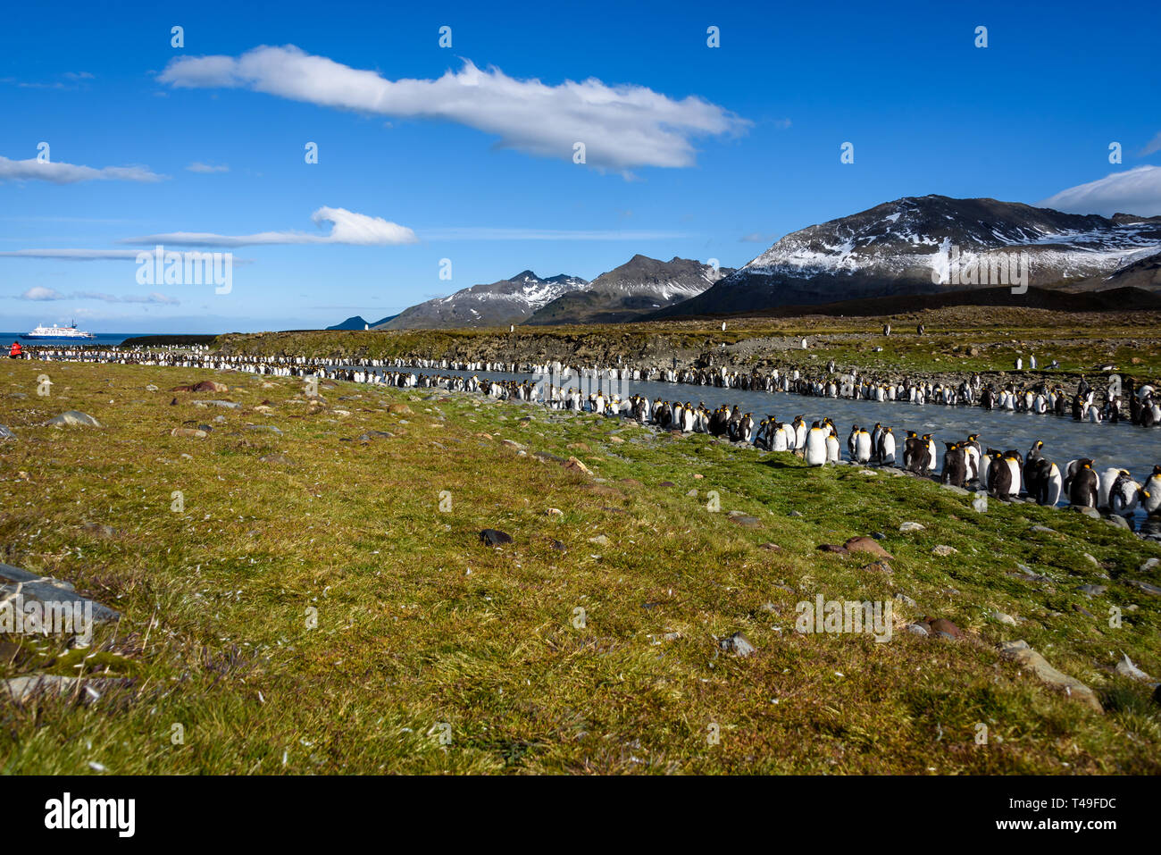 Bella e soleggiata erba paesaggio coperto con grandi re colonia di pinguini, i pinguini in piedi di limo riempito fiume che porta indietro verso l'oceano Foto Stock