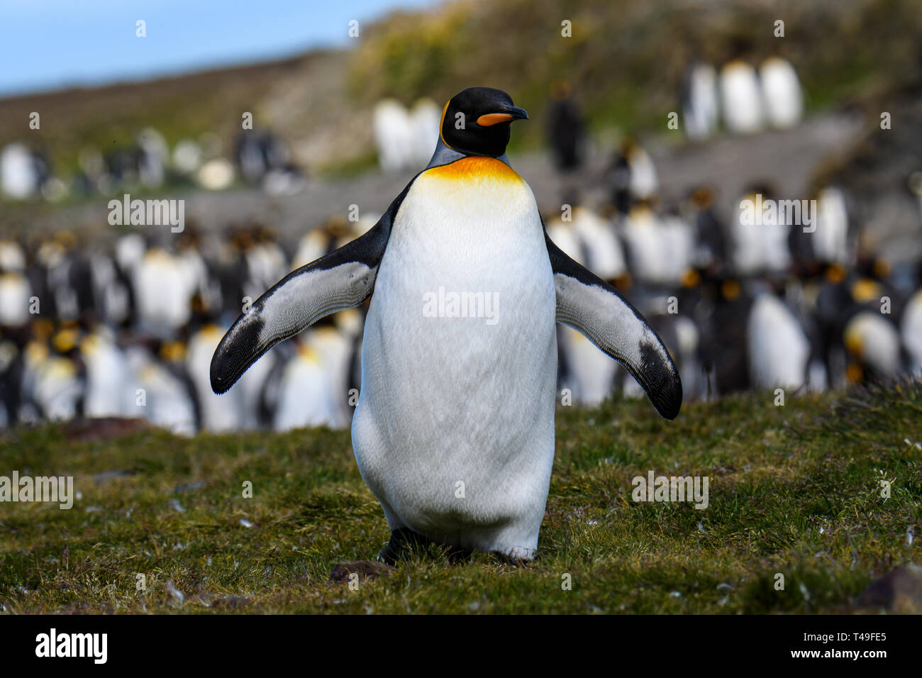 Chiusura del pinguino reale camminando verso il visualizzatore, in un grande re colonia di pinguini in st Andrews Bay, Georgia del sud, sud dell'Oceano Atlantico Foto Stock